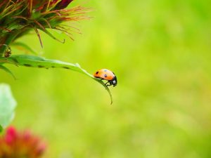 ladybug-1271964__340